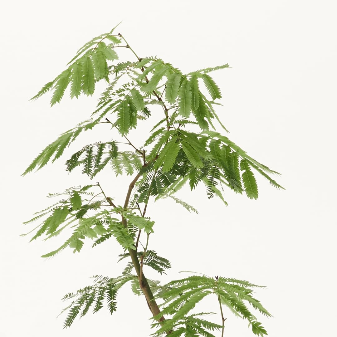 Amazon｜エバーフレッシュ 7号 観葉植物 S字 インテリア