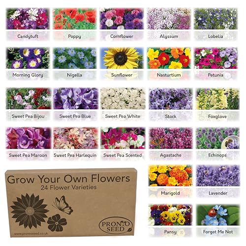 Pronto Seed Bumper Flower Grow Your Own Kit - 24 Varieties