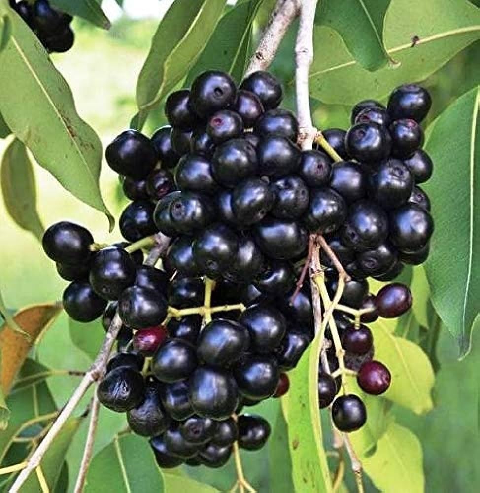 Healthy Vibe Exotic Grape Plant Moon Drops Black Seedless Grape plant 1 Healthy Vine Cutting Plant on Poly Bag