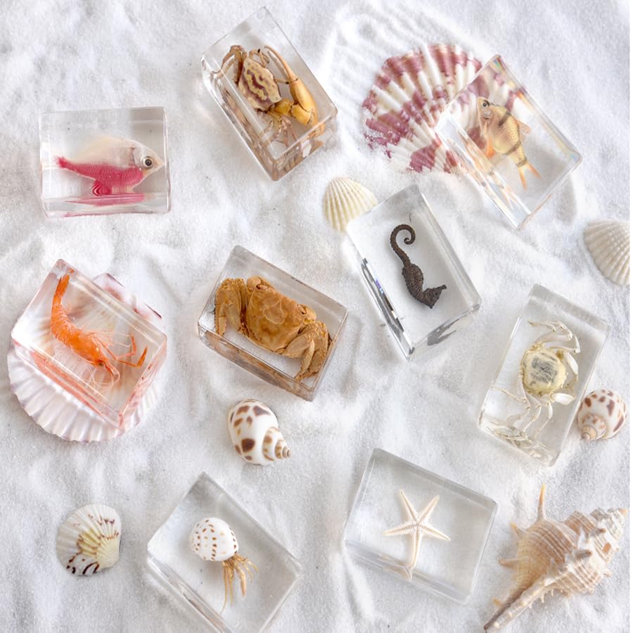 12 marteaux en Papier pour spécimens d'insectes d'animaux Marins en résine, spécimens d'insectes réels en résine pour expositions d'éducation Scientifique (océan)