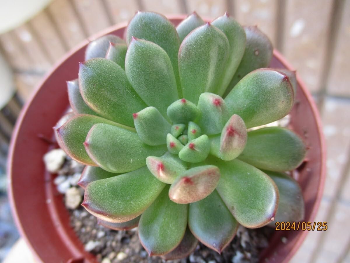 Amazon.co.jp: ピンクルルビー 子株付き 抜き苗 エケベリア 多肉植物