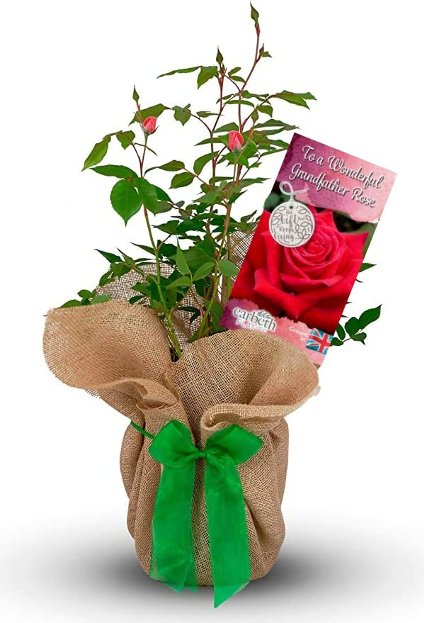 Carbeth Plants Grandfathers Day Gift Wrapped Rose in 3L Pot - Perfect for Father's Day