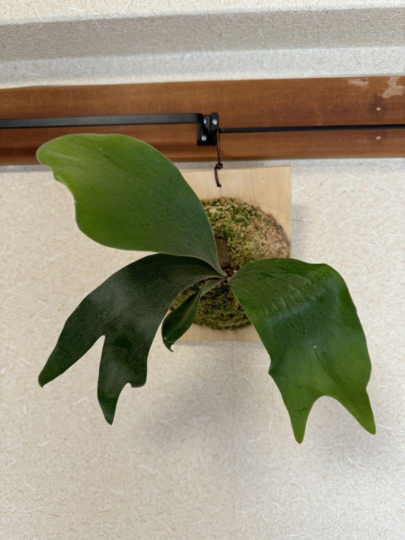 ビカクシダ P.patragarden #1 子株 ビカクシダ P.patragarden #1 子株