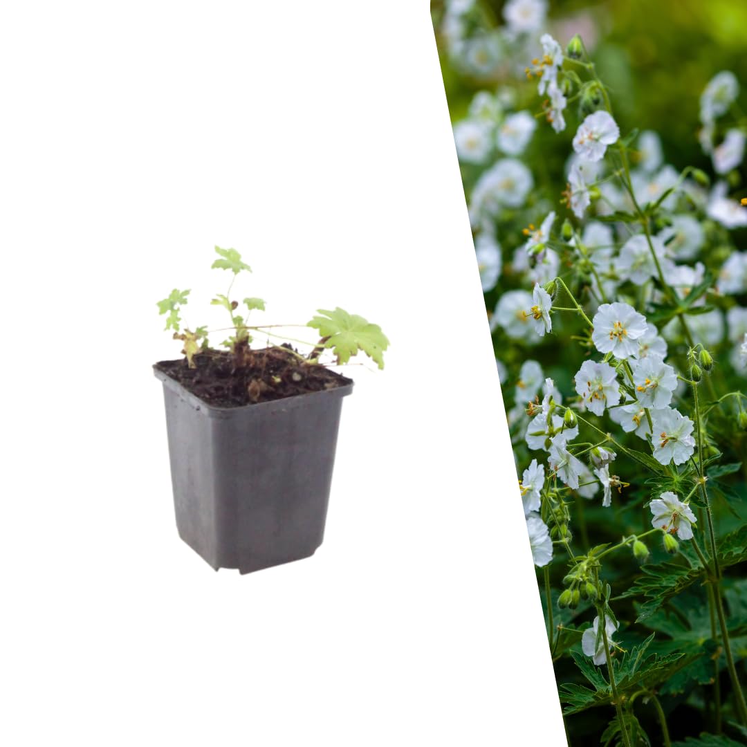 Plants by Frank Geranium Macrorrhizum White Ness, 60 plantes, Ø 9 cm