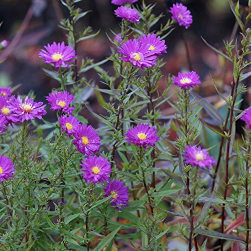 Blumixx Stauden Aster novi-belgii 'Karminkuppel' - Glattblattaster, im 1,0 Liter Topf, karminrot blühend Cover