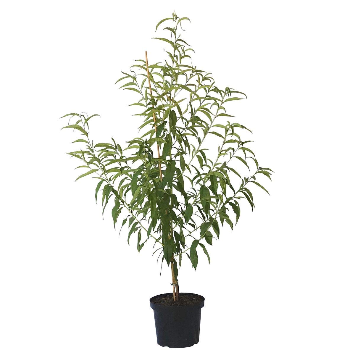 Pfirsichbaum Benedicte (S) weißfleischiger Pfirsich hoher Ertrag Buschbaum 110-140 cm 10 Liter Topf