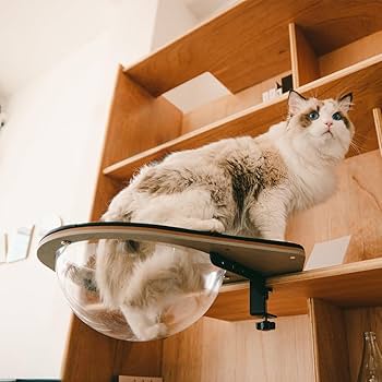 てるてるぼーず　キャットステップ てるてるぼーず キャットステップ Amazon.co.jp: キャット