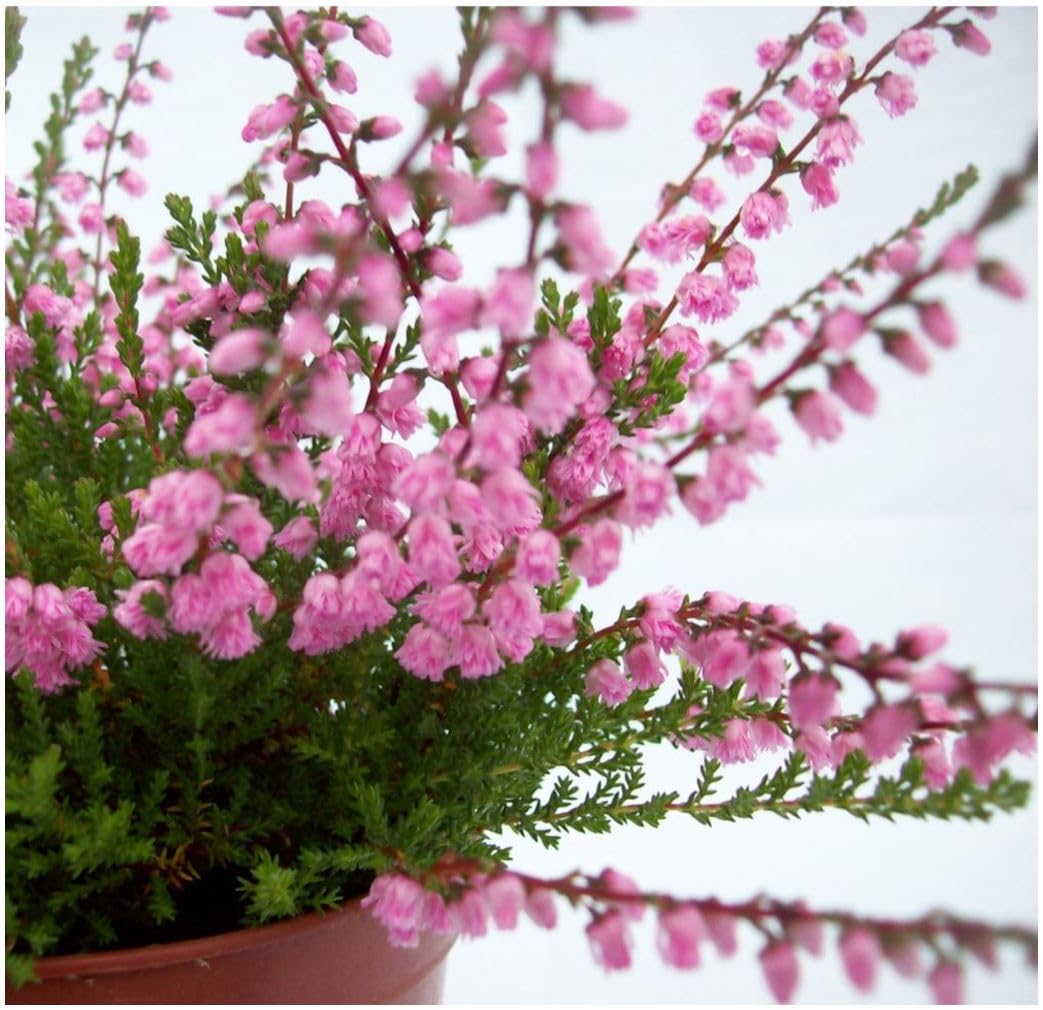 GrowOn Shrubs [x4] Scottish Heather Calluna Vulgaris 'J.H. Hamilton' | Multi-Pack | Evergreen Shrubs | Outdoor Garden Ready Plants | Summer and Autumn Flowering | Rich Pink Flowers