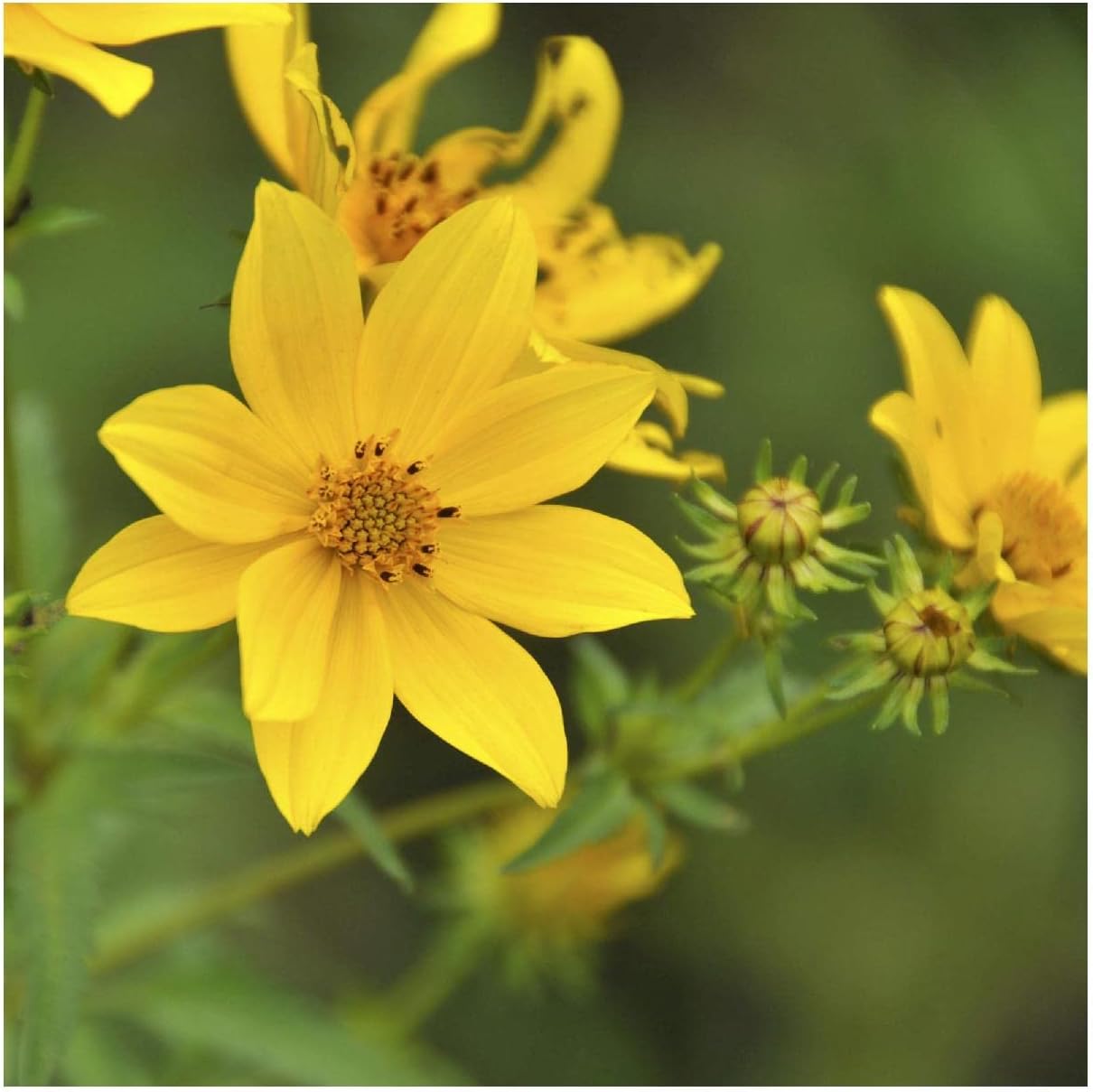 Everwilde Farms - 1/4 Lb Tall Swamp Marigold Native Wildflower Seeds - Gold Vault