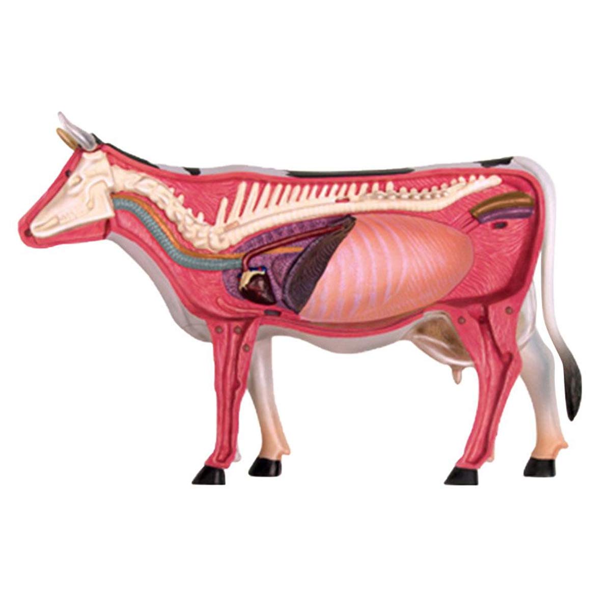 4D Animal Puzzle Assembly Toys, Biology Organ Simulation Cow Animal Medical Teaching Detachable 29 Parts Anatomy Model Kits, Educational Assembly Toy