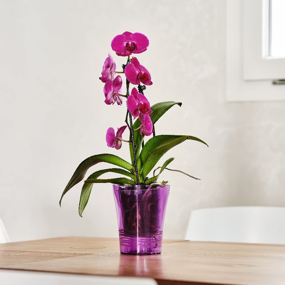VASO PER ORCHIDEE Iris trasparente per ORCHIDEA plastica 15 cm Veca