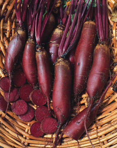 Vegetable - Beetroot - Cylindra - 500