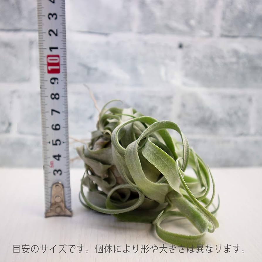 ブロメリア・エアープランツ semh_2025 Amazon｜ITANSE 品種で選べる