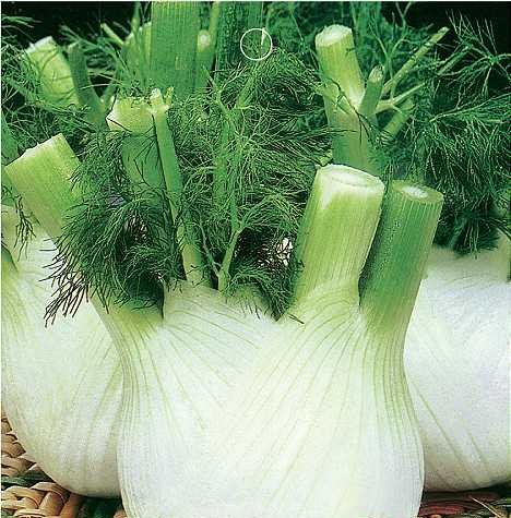 SD1618 Green Florence Fennel Fresh Garden Herb Seeds, Fresh Vegetable Plant Herb Seeds, New Live Seeds (20 Seeds)