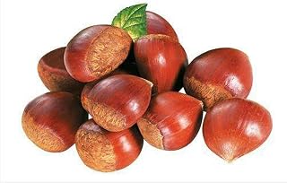 LEgdOR Castanea Dentata Seeds Chinkapin Nuts Entertaining Friends Relatives Enjoy Outdoors Personally Planting Grown Significance-10 Chestnut Seeds