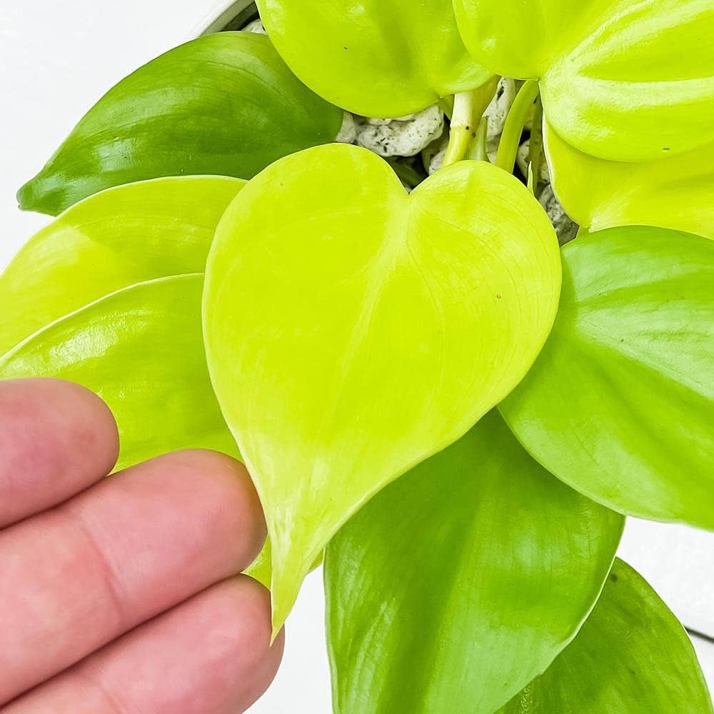 Amazon.co.jp: PLANCHU 観葉植物 フィロデンドロン オキシ