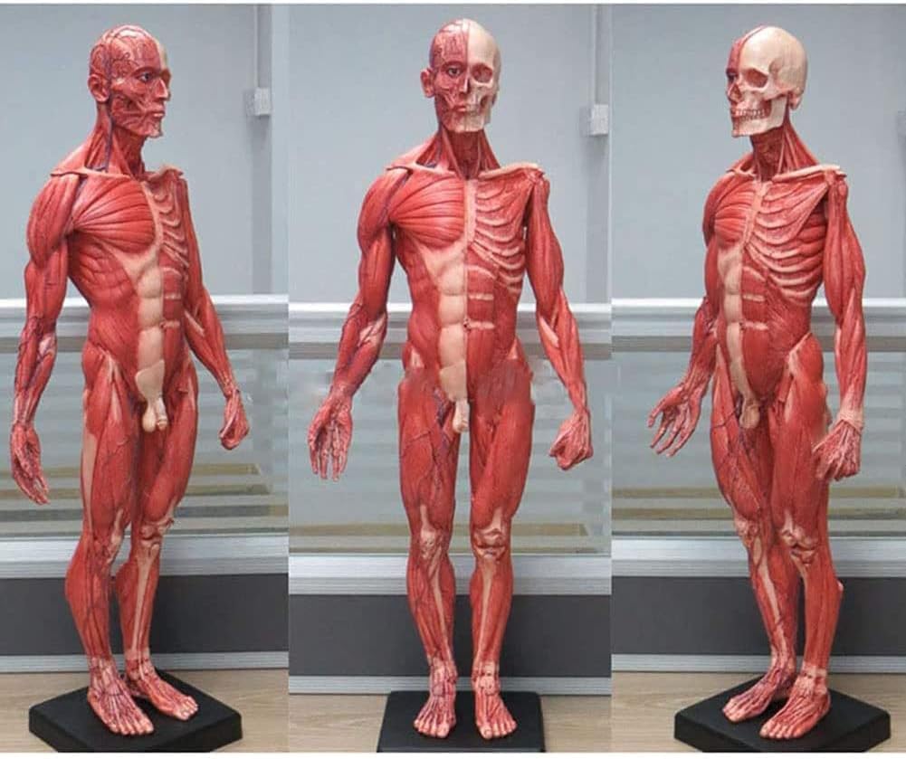 Modello di anatomia muscolare, sistema muscolare umano dettagliato per l'educazione medica e lo studio di fisiologia