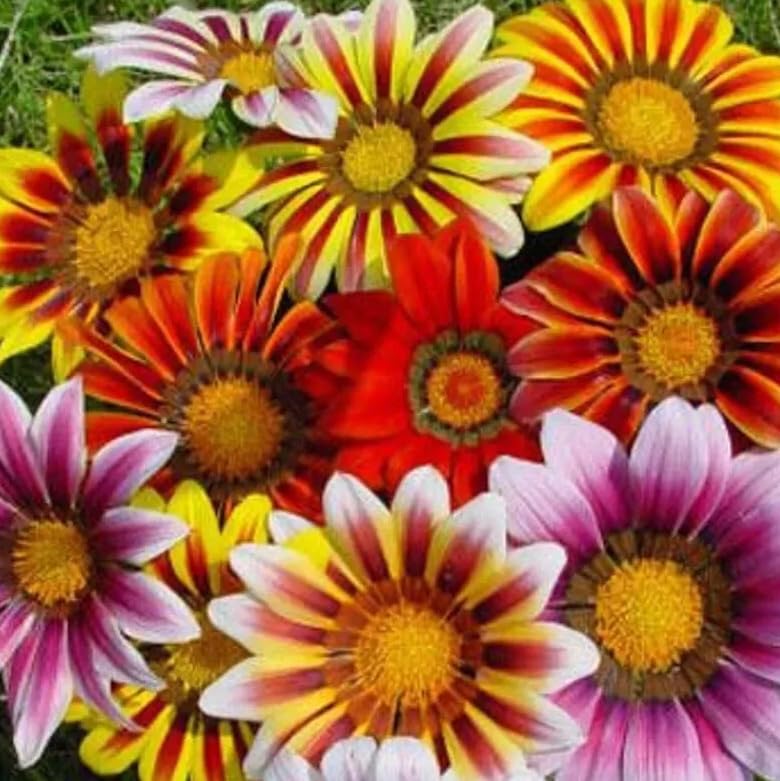 1 Pack of 50 SEEEDS Gazania splendens Sunshine Hybrids Mixed