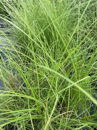 3 Gracillimus Maiden Grass Grass in 4 Inch Containers (3 Pots of Plants)