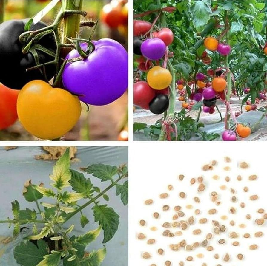 Image of 50+ Seeds- Organic Rainbow Cherry Tomato Seeds for Planting - Kitchen Garden Pack