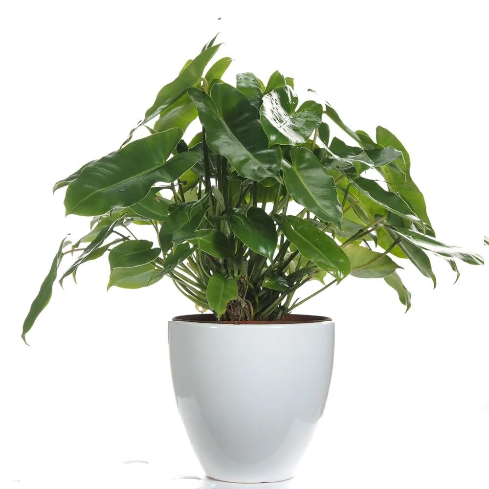 Neethu's Mart | Philodendron Burle Marx | Healthy Live Plant | Natural Air Purifier | Indoor Plants for Home & Office Decor-image-46