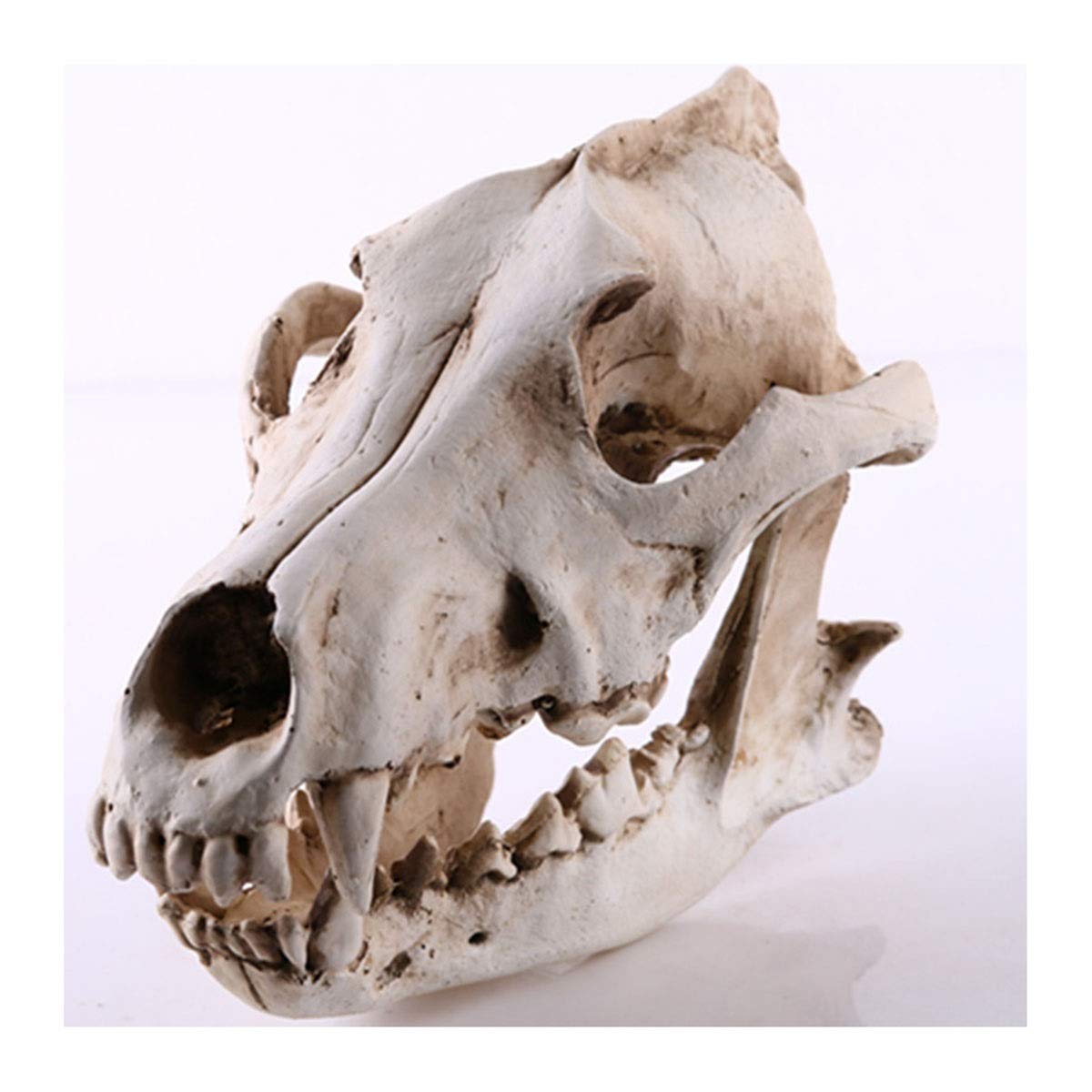 Amazon.co.jp: オオカミの頭蓋骨モデル、樹脂模擬スケルトン工芸品 7.3