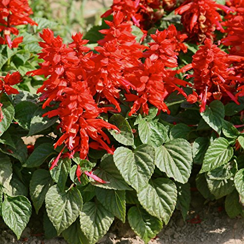 Salvia splendens - Paquete de 50 Semillas