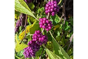 Grow Lush Purple Beautyberries In Your Own Backyard with American Beautyberry Live Plant!