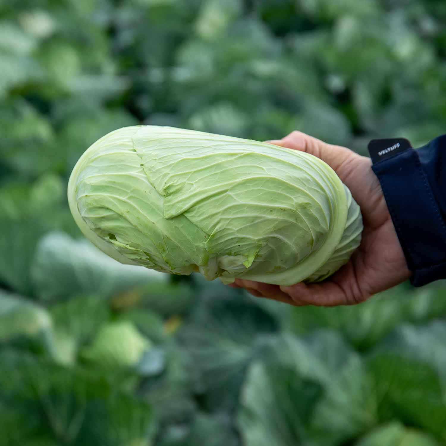 Marshalls Garden Cabbage Seeds Felicity F1 - Japanese Round Hybrid 20 Seeds