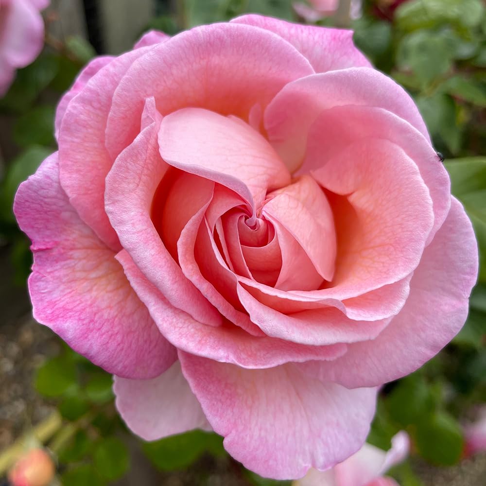 YouGarden Harkness Roses Sweet Syrie Climbing Rose ®, 4L Potted, Ready to Plant
