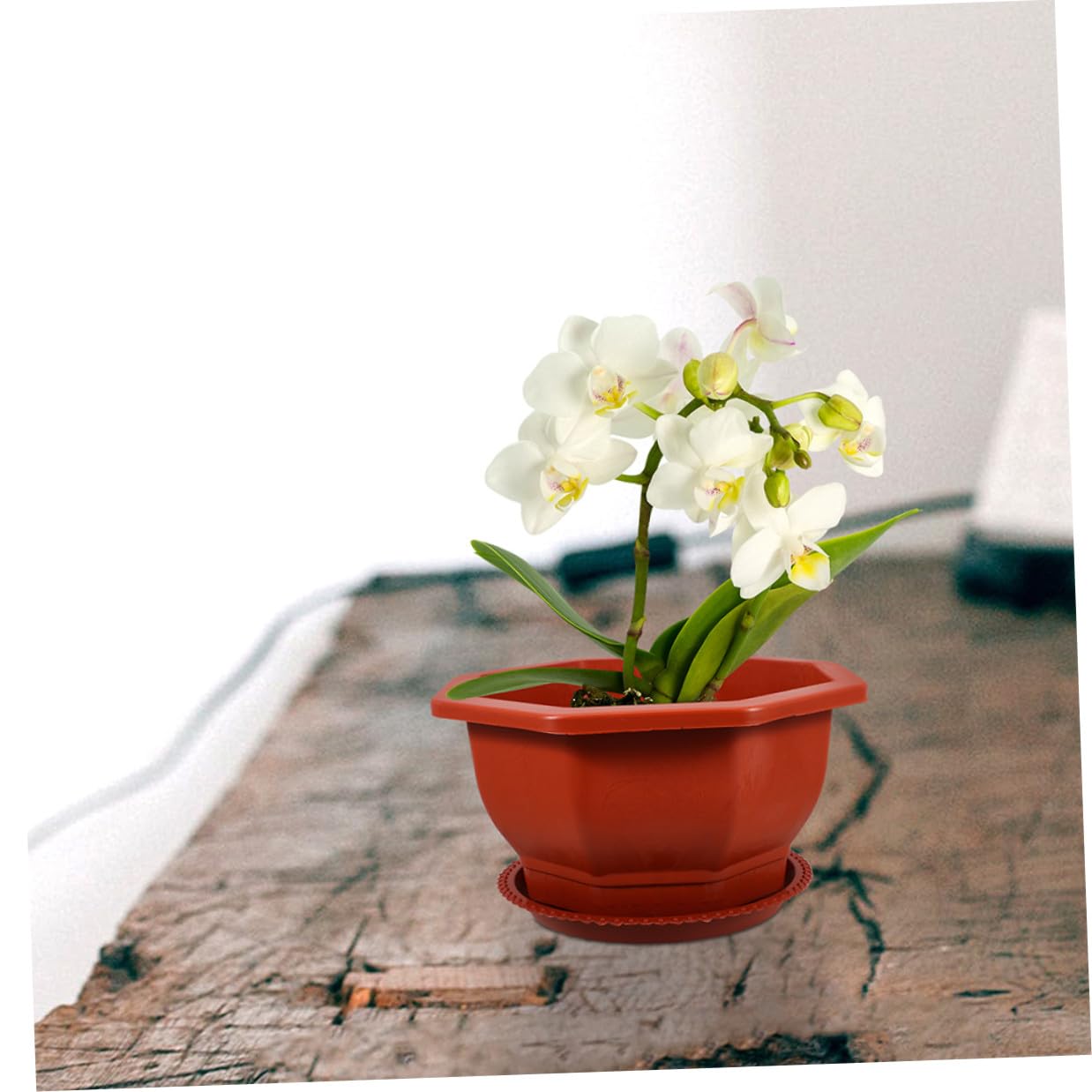 et Réutilisables en PP Rouges Pots Octogonaux Lot de 5 Faciles à Entretenir pour Plantes Succulentes et D'intérieur Adaptés pour Usage Intérieur et Extérieur
