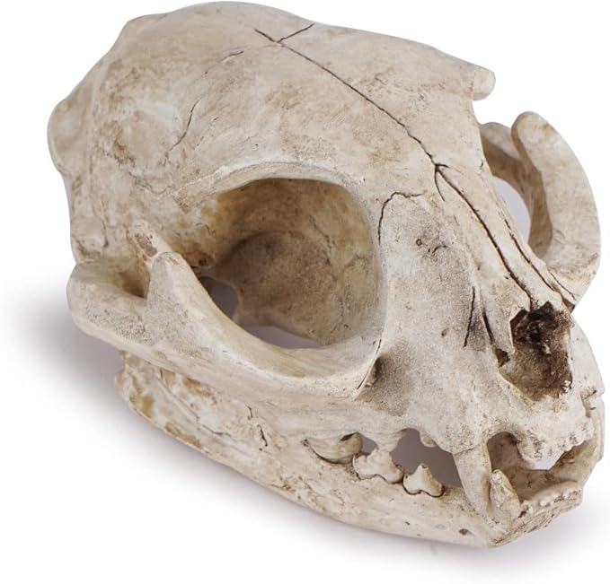 Halloween Resin Cat Skull Skeleton Model Figurine Animal Scary Skeleton Props for Home Décor Aquarium Fish Tank Landscape Collectible Teaching Prop