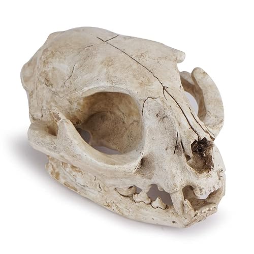 Halloween Resin Cat Skull Skeleton Model Figurine Animal Scary Skeleton