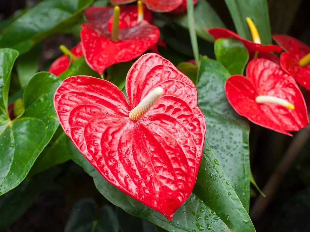 Flamingo Lily Plant | Healthy Indoor Flower Plant | Pack of 1-image-39