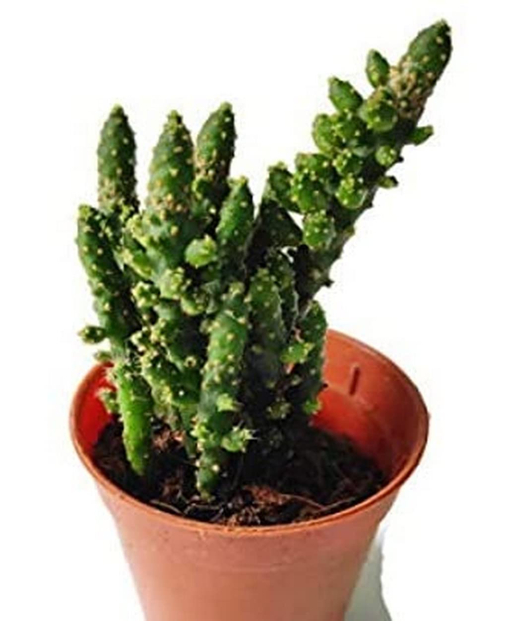 See full amazon price history chart for Creative Farmer Plant For Living Room Corner Opuntia Prickly Pear Cactus Lucky Plants Indoor - |Patio|Home|Ndoor|Bedroom|Table|Living Room|Office Decoration Gift (Healthy Live Plant) Creative Farmer Plant For Living Room Corner Opuntia Prickly Pear Cactus Lucky Plants Indoor - |Patio|Home|Ndoor|Bedroom|Table|Living Room|Office Decoration Gift (Healthy Live Plant) (B09L7BDQM3) Amazon Price History, Amazon Price Tracker