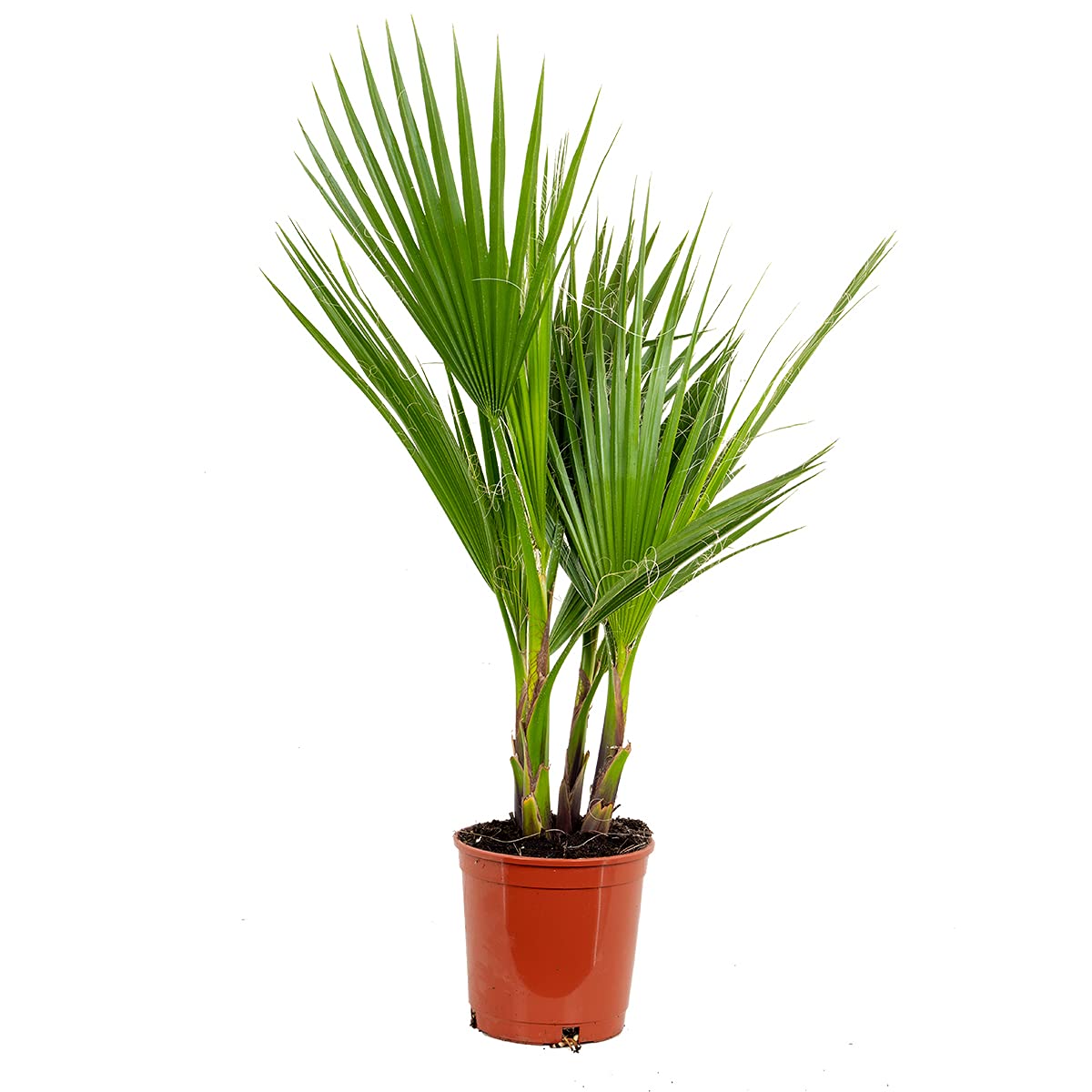 Bloomique - Washingtonia Robusta - Palmier éventail mexicain - Palmier rustique - Plantes de jardin - Hauteur 60-​80 cm - Pot 17 cm