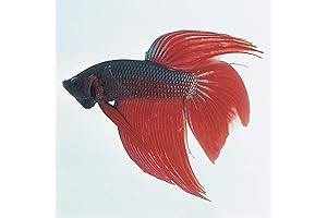 Female Betta Splendens: Vibrant and Exotic Live Fish Beauties