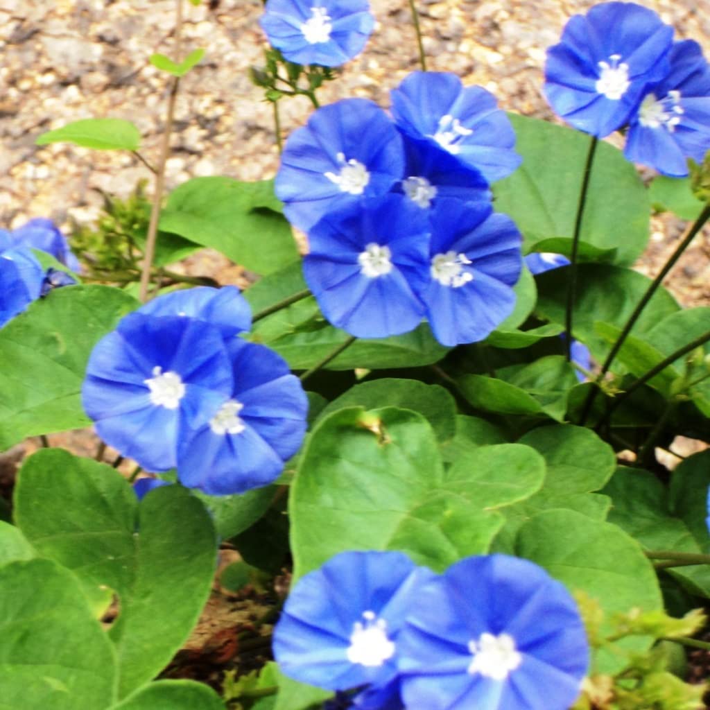 See full amazon price history chart for myBageecha - Sky Blue Cluster Vine Live House Plant Creeper Natural Balcony Low Maintenance Flowering with Pot myBageecha - Sky Blue Cluster Vine Live House Plant Creeper Natural Balcony Low Maintenance Flowering with Pot (B0BY98KY6M) Amazon Price History, Amazon Price Tracker