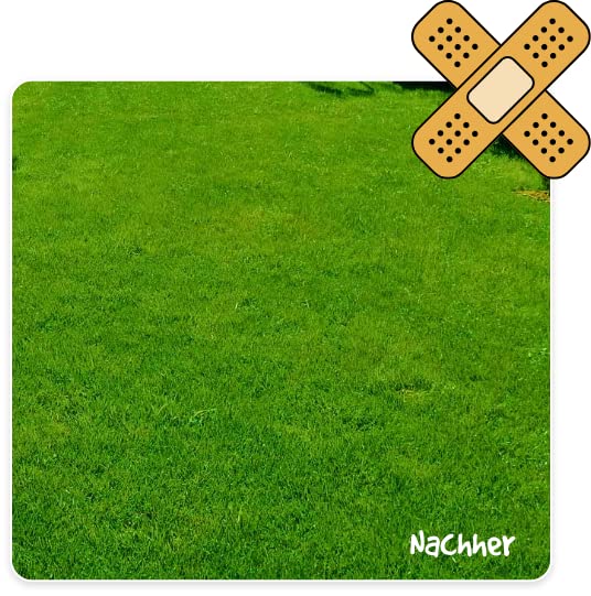 WiesiFix | 3in1 Power Rasenpflaster für Urinflecken in der Wiese | schnellkeimend | Rasennachsaat | Fleckenentferner | Selbstnachanbauset | Hund | tierfreundlich | Gartenpflege |