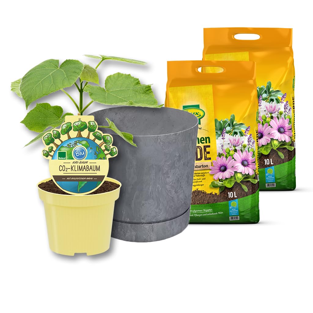 Kiribaum mit Pflanzset | CO₂ Klimabaum schnellwachsend | Paulownia Nordmax21 inkl. Topf & Erde | winterharter Schattenbaum | ungiftig für Tiere & Kinder | Green Me Up