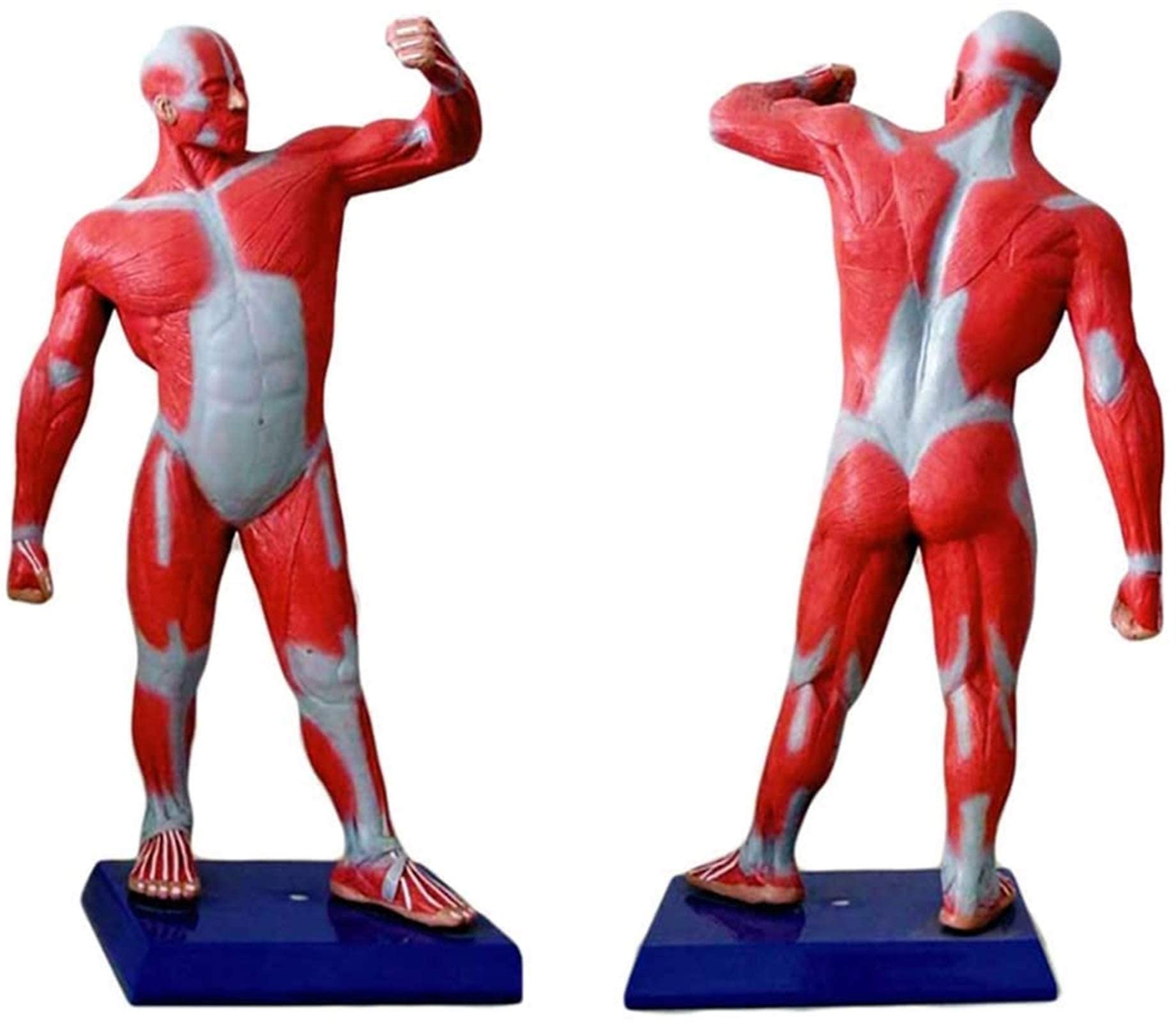 Buy Anatomy Model, 50 cm Human Muscle Figure Muscular System Model