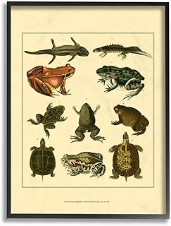 Stupell Industries Frog and Newt and Turtle Illustrations Black Framed Wall Art, 11 x 14, Multi-Color