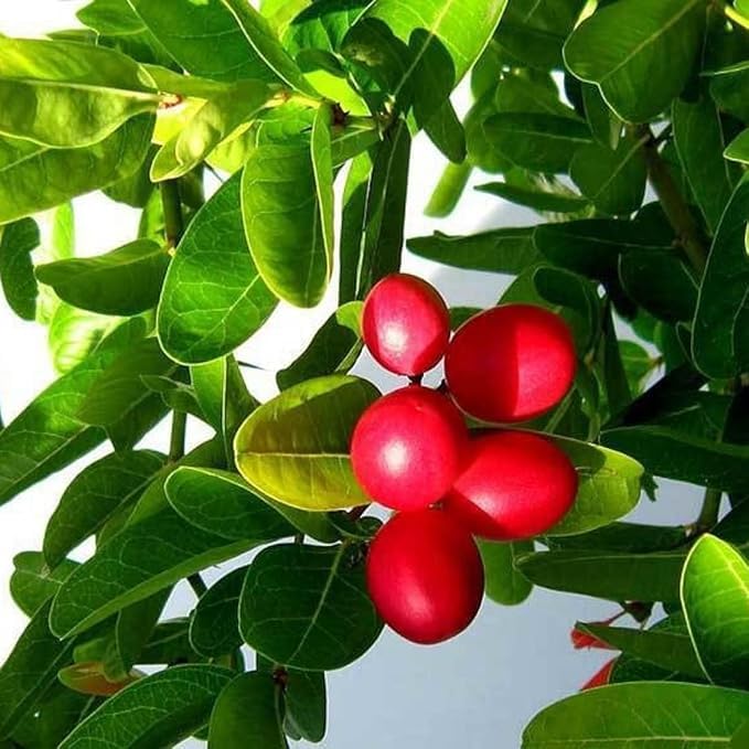 Image of Live Karonda Fruit Plant for Home Garden ? Outdoor, Healthy Live Plant ? Berry Shrub ? Easy to Grow ? Pack of 1
