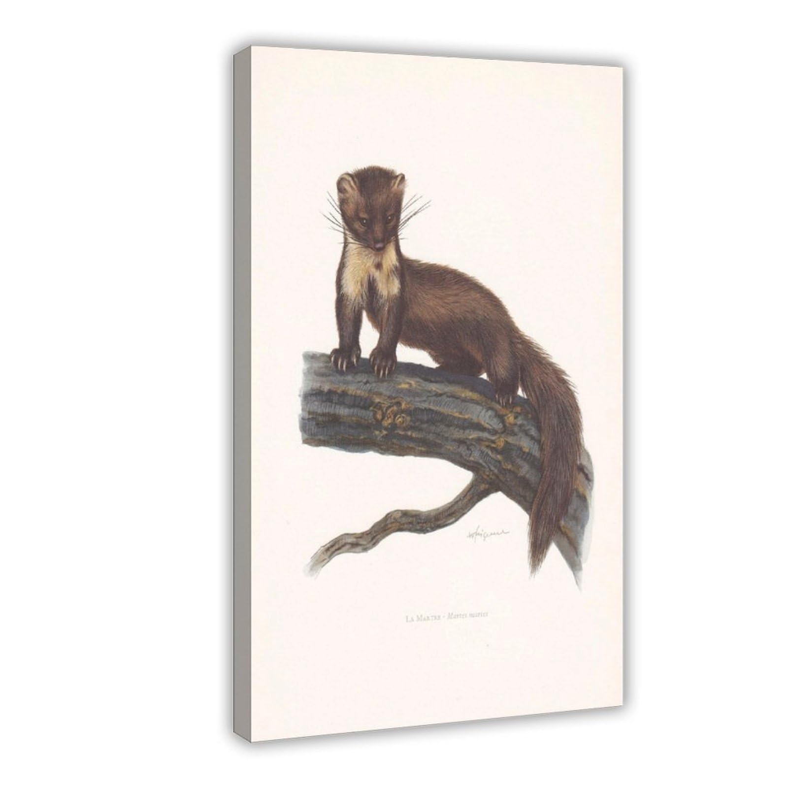 WRTYVE EUROPEAN PINE MARTEN Poster Canvas Poster for Bedroom Decor Gift