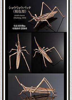 Amazon.co.jp: いきもの大図鑑アドバンス オオカマキリとショウ