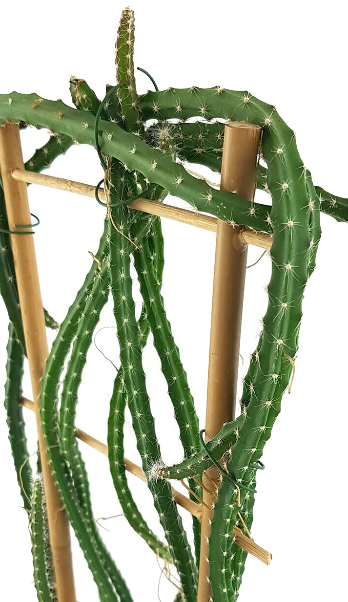 louis vuitton cactus garden price Cactus Garden Louis Vuitton – Royal Scent