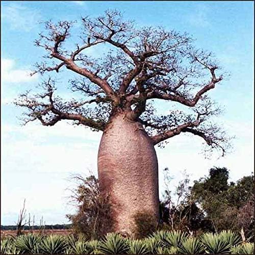 Amazon Co Jp 12種バオバブdigitata Baobab Dead Ratシード Diy 工具 ガーデン