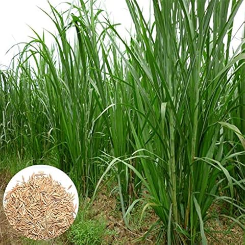 yanbirdfx Green Garden Flower Plants-500Pcs/Bag Pennisetum Purpureum Seeds Herb Non GMO Green Bonsai Garden Napier Grass Seeds for Balcony - Sweet Elephant Grass Seeds Cover