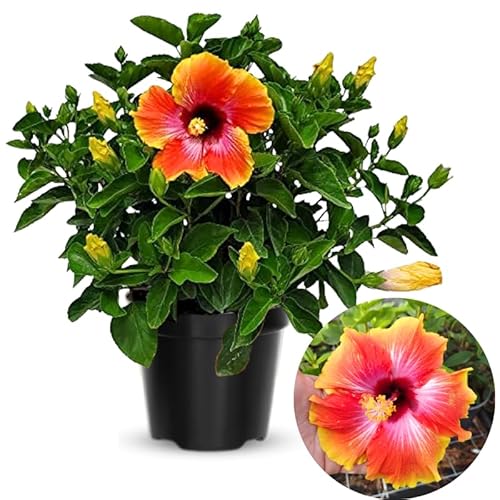Tropical Plants of Florida Hibiscus Plants in Garden Bushes | Yellow Tropical Plants of Florida Hibiscus Plants in Garden Bushes | Yellow
