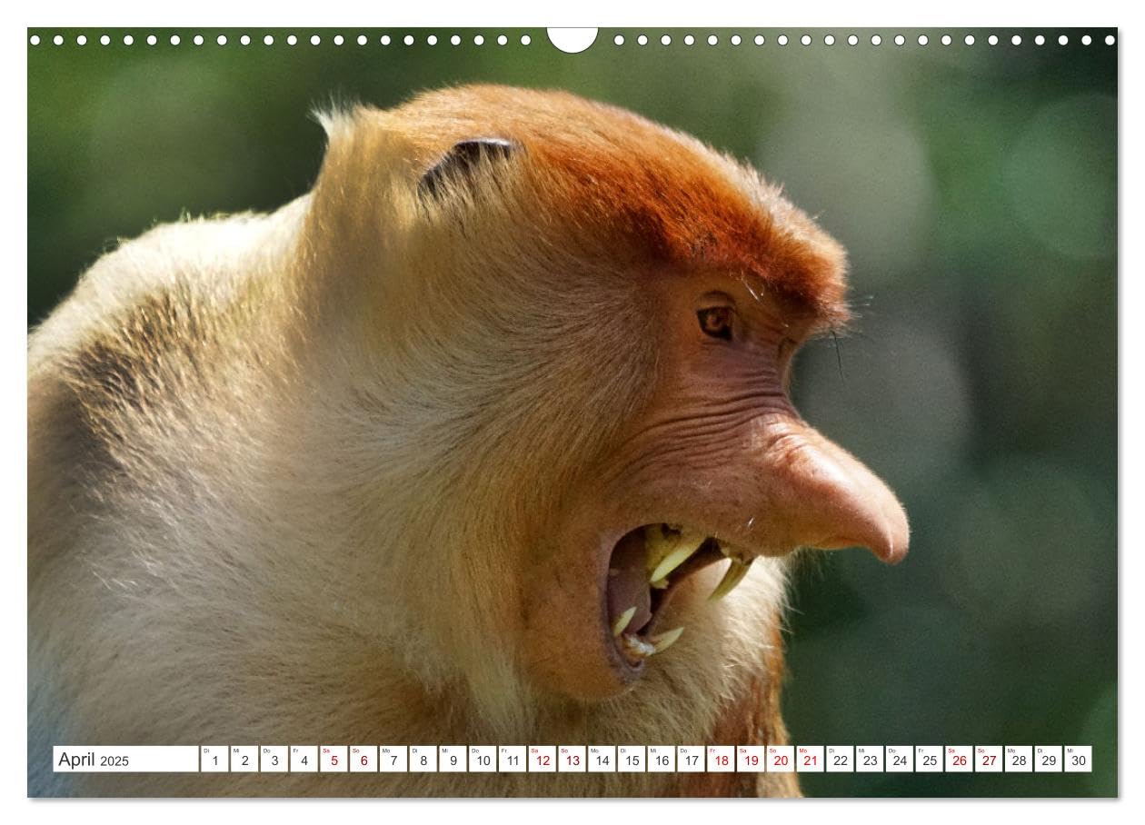 Die Affen sind los (Wandkalender 2025 DIN A3 quer), CALVENDO Monatskalender: Aufnahmen in Thailand und Borneo gemacht (CALVENDO Tiere)